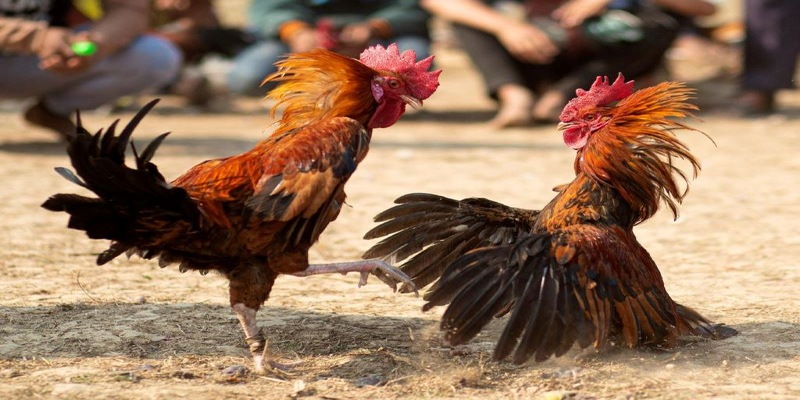 Cách chơi cá độ đá gà từ cao thủ 