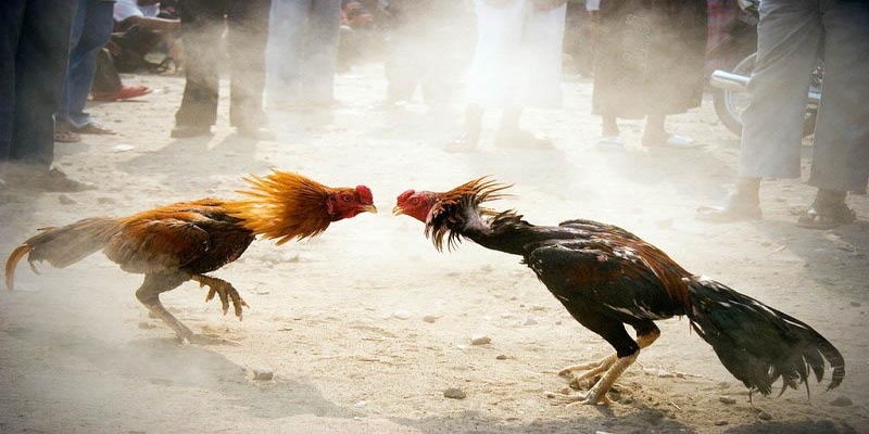 Điểm nổi bật tại Vwin đá gà uy tín 