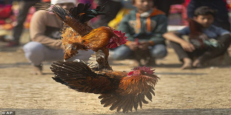 Giải đấu đá gà nòi đa dạng 