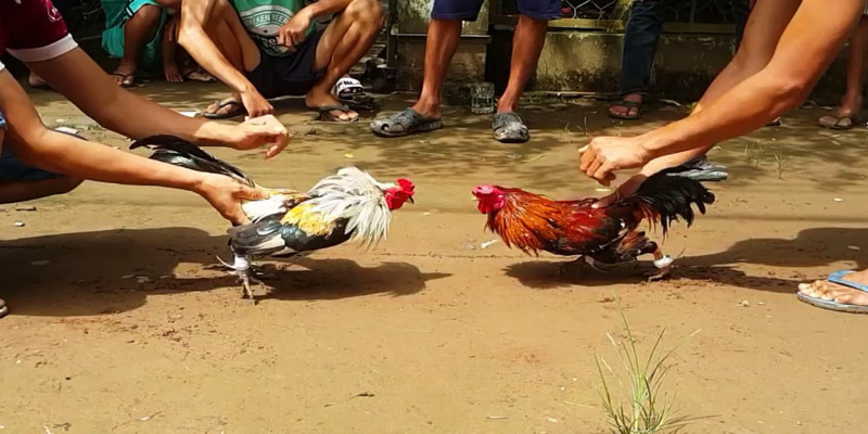 Lưu ý khi xem màu mạng gà 