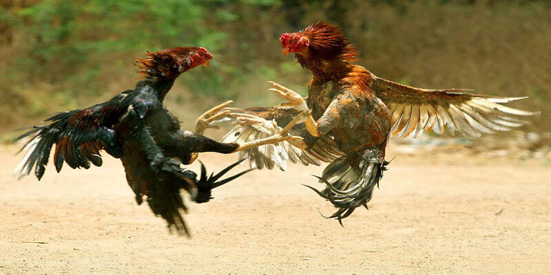 Meo soi kèo đá gà qua tỷ lệ trả thưởng 