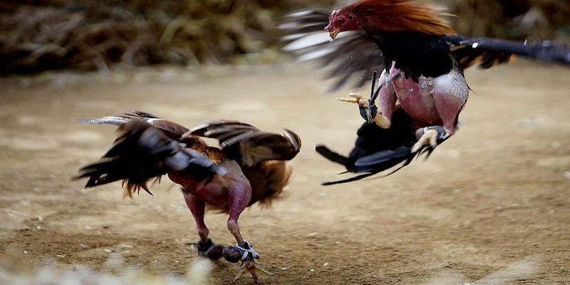 Một vài lưu ý dành cho người chơi khi áp dụng kinh nghiệm đá gà 