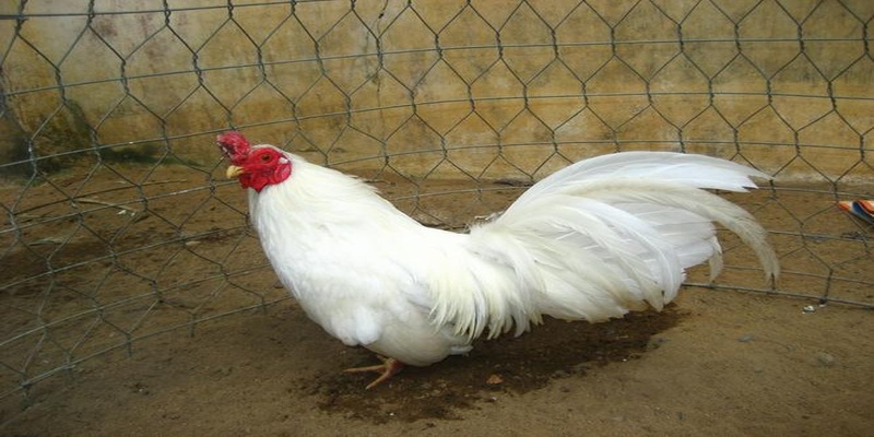 Tìm hiểu về màu mạng gà đá